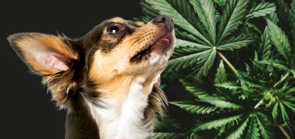 A solution to the pet mental health- best CBD oil for dogs with anxiety 